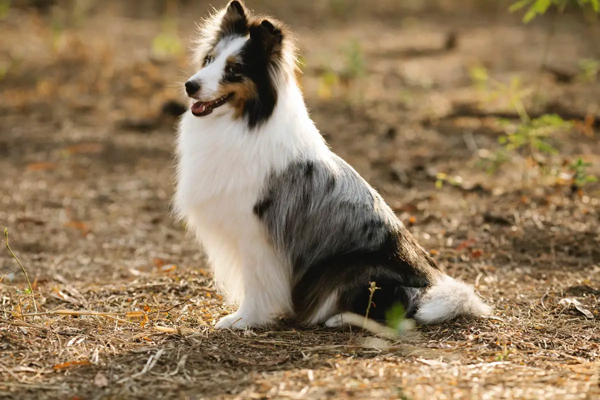 Collie Dog Breed