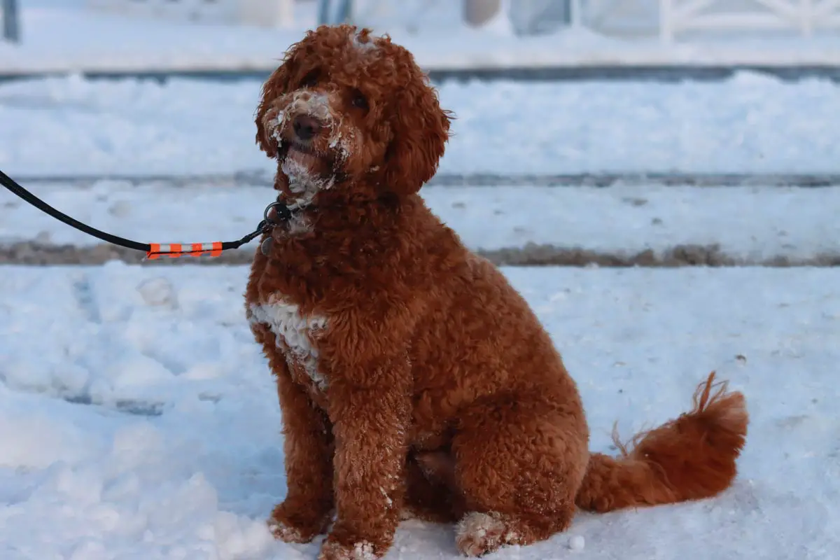 Labradoodle Dog Breed