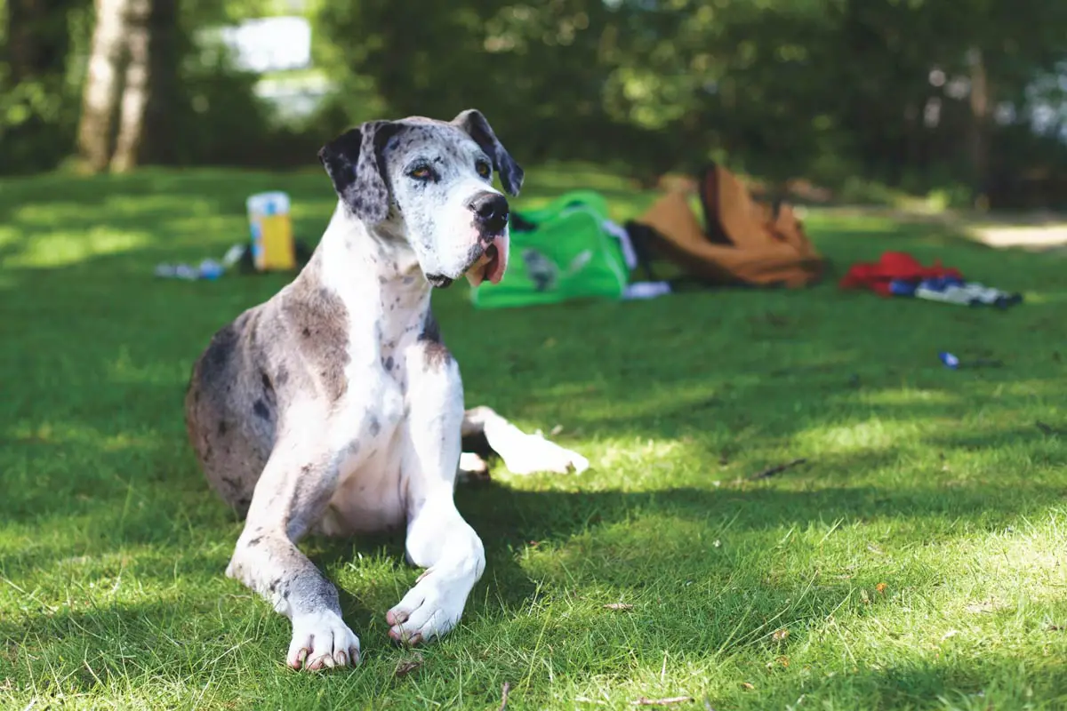 Great Dane Dog Breed