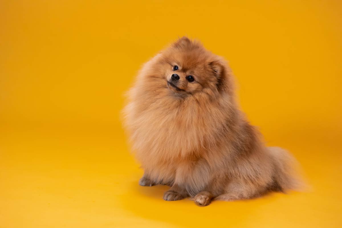 Pomeranian Dog Breed