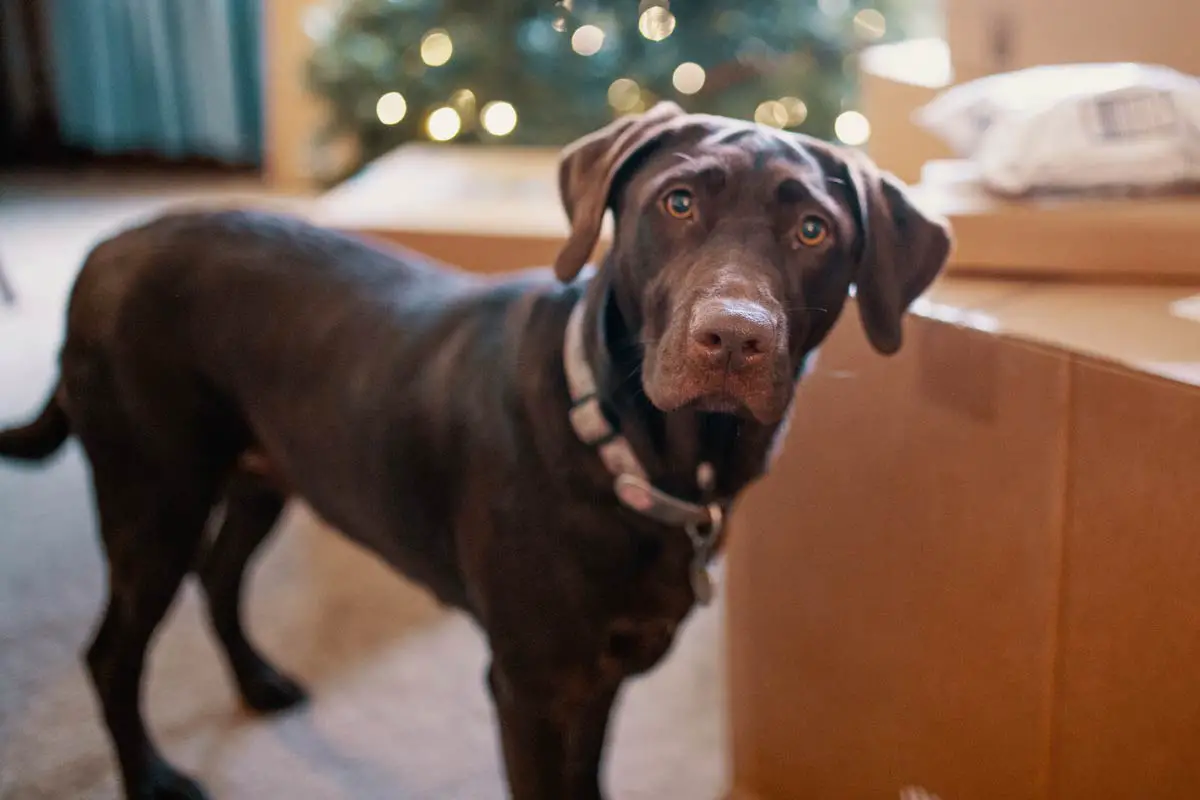 Labrador Retriever 