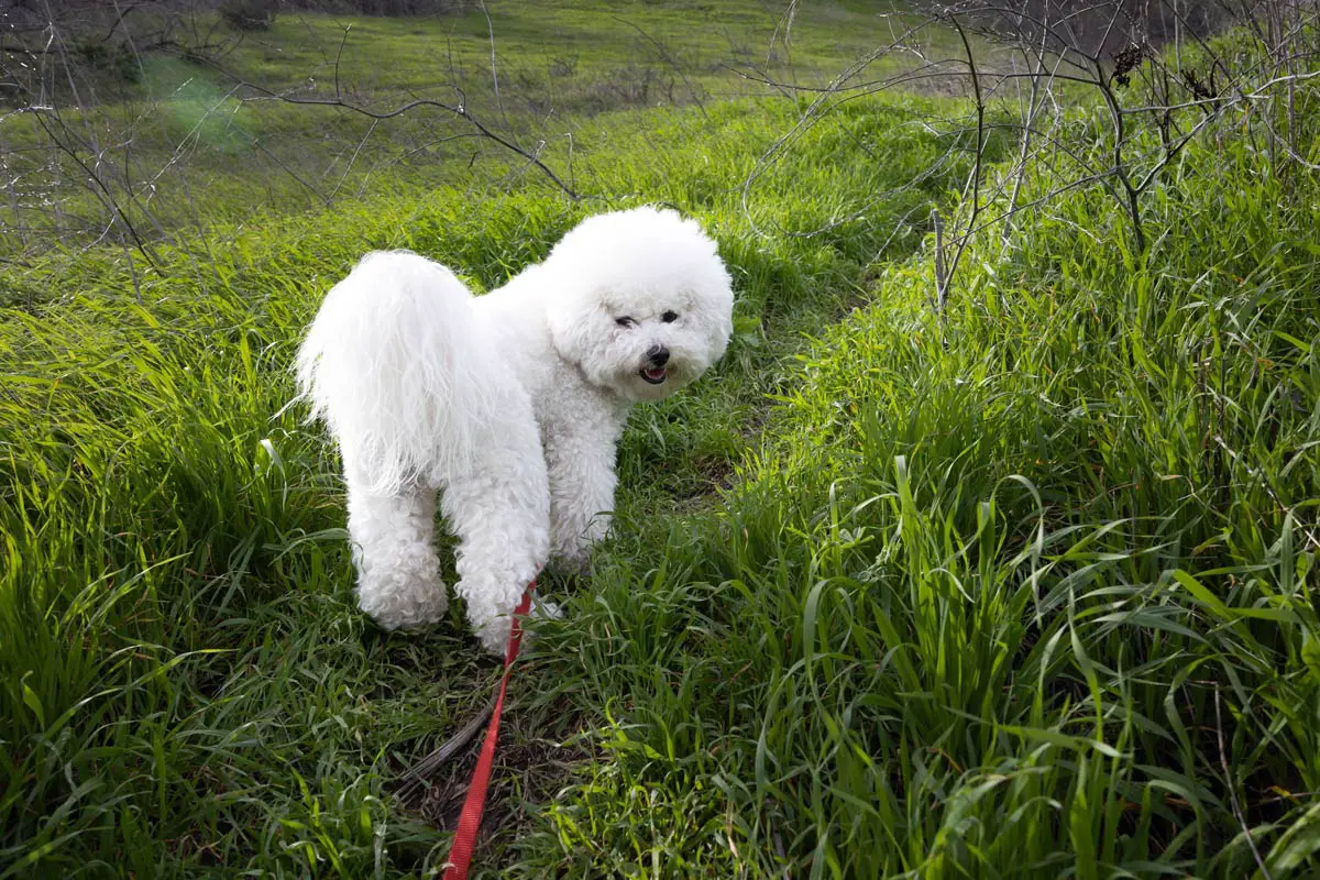 Bichon Frise