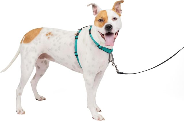 3 in 1 No-Pull Dog Harness - Walk, Train or Travel