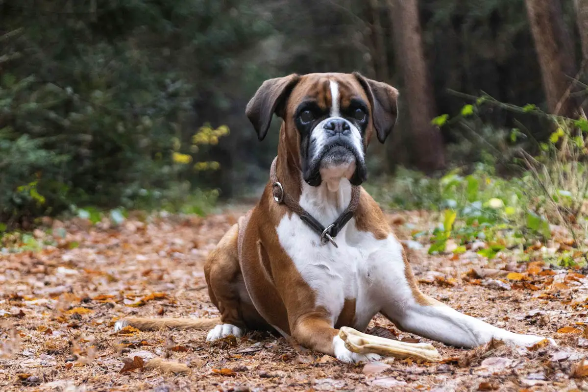 Boxer Dog Breed