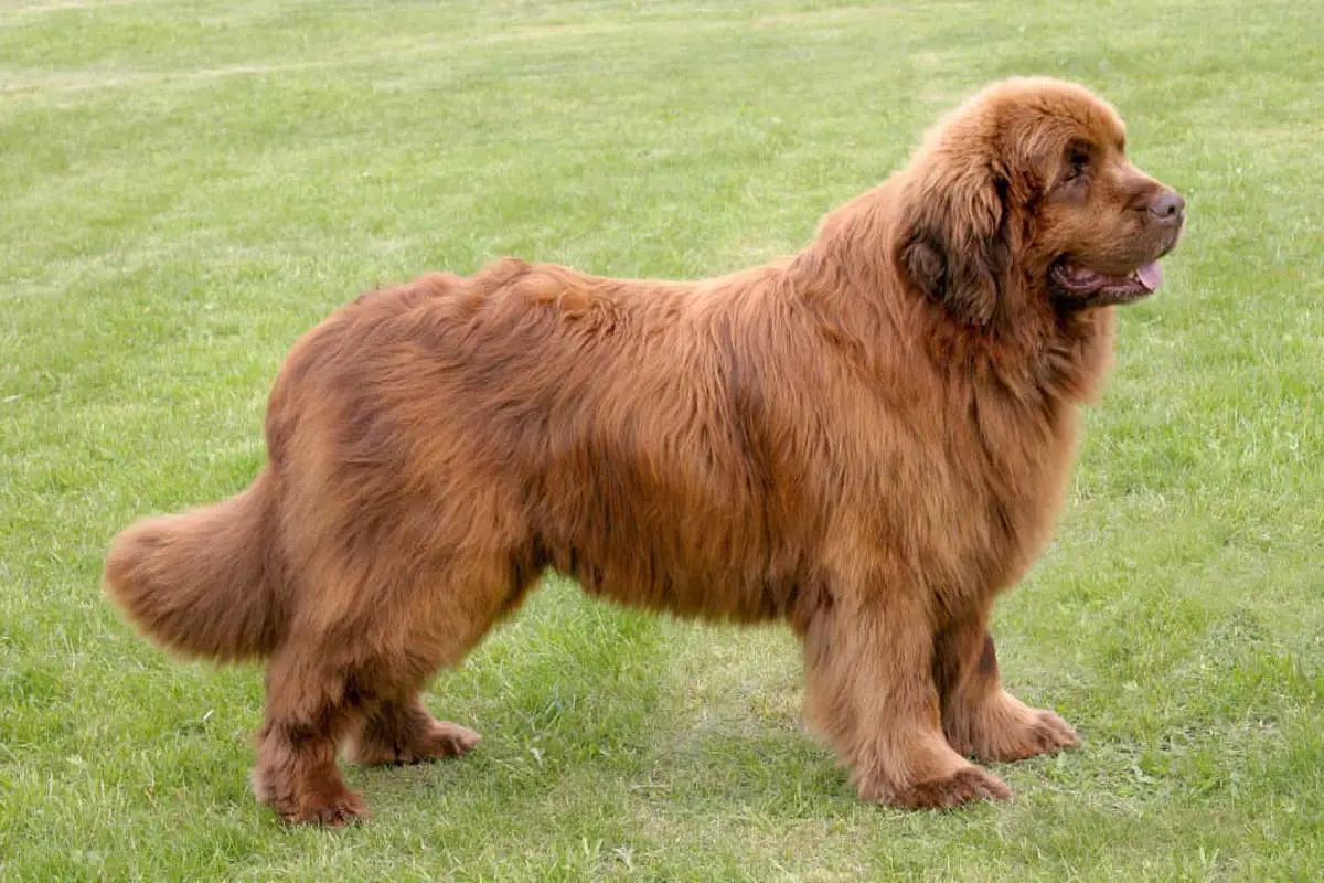 Newfoundland Dog Breed