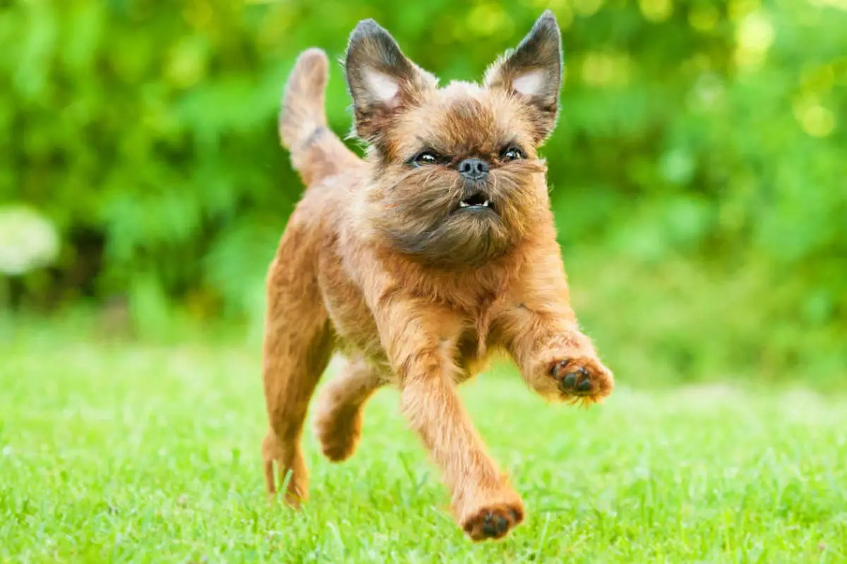 Brussels Griffon 