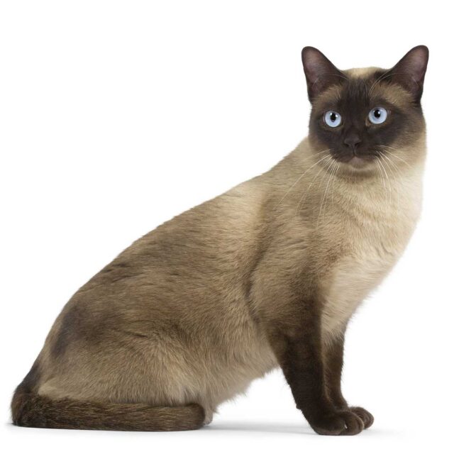 Tonkinese Cat Breed