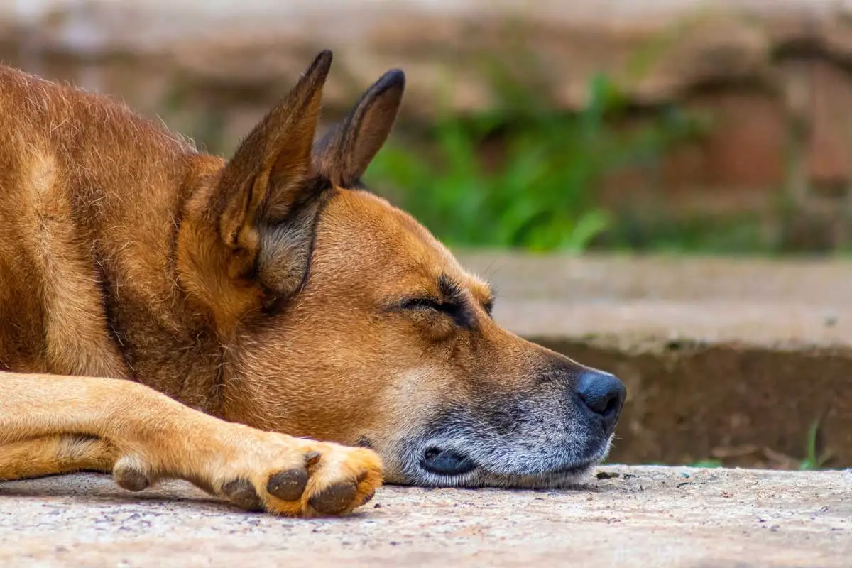 Kennel Cough in Dogs