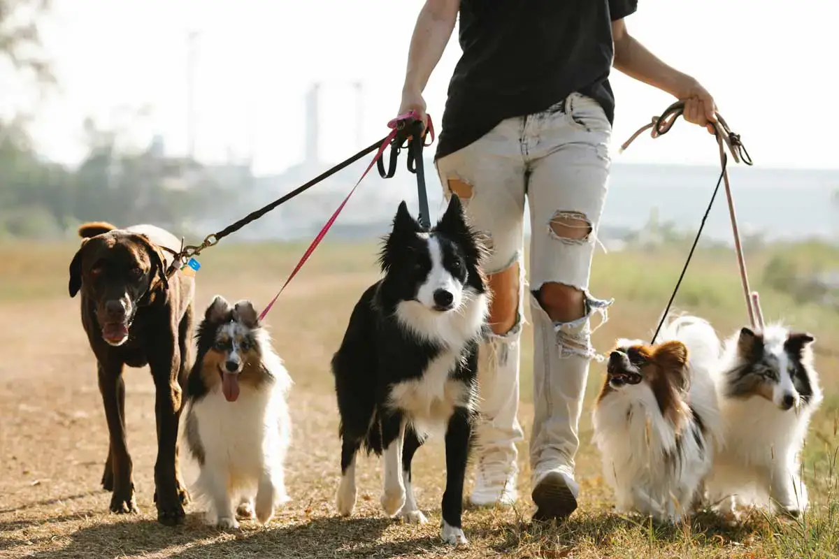 Dog Walking Tip: How Often Should You Walk Your Dog?