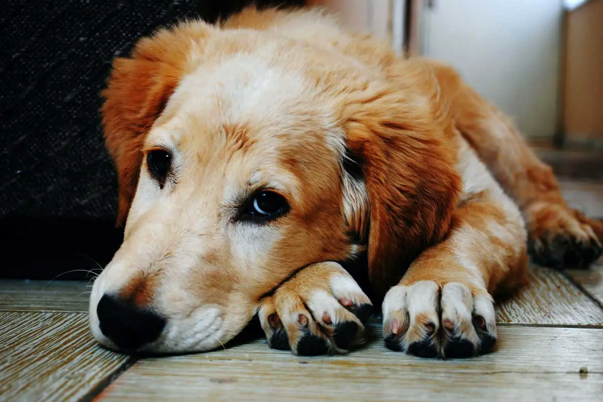 Common Dog Diseases