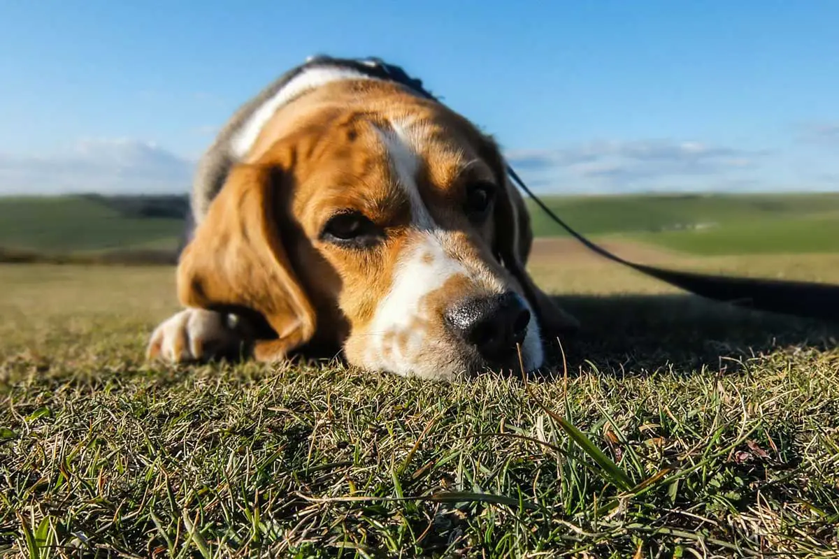 What Causes Dogs To Become Stressed, Depressed, Or Sad?