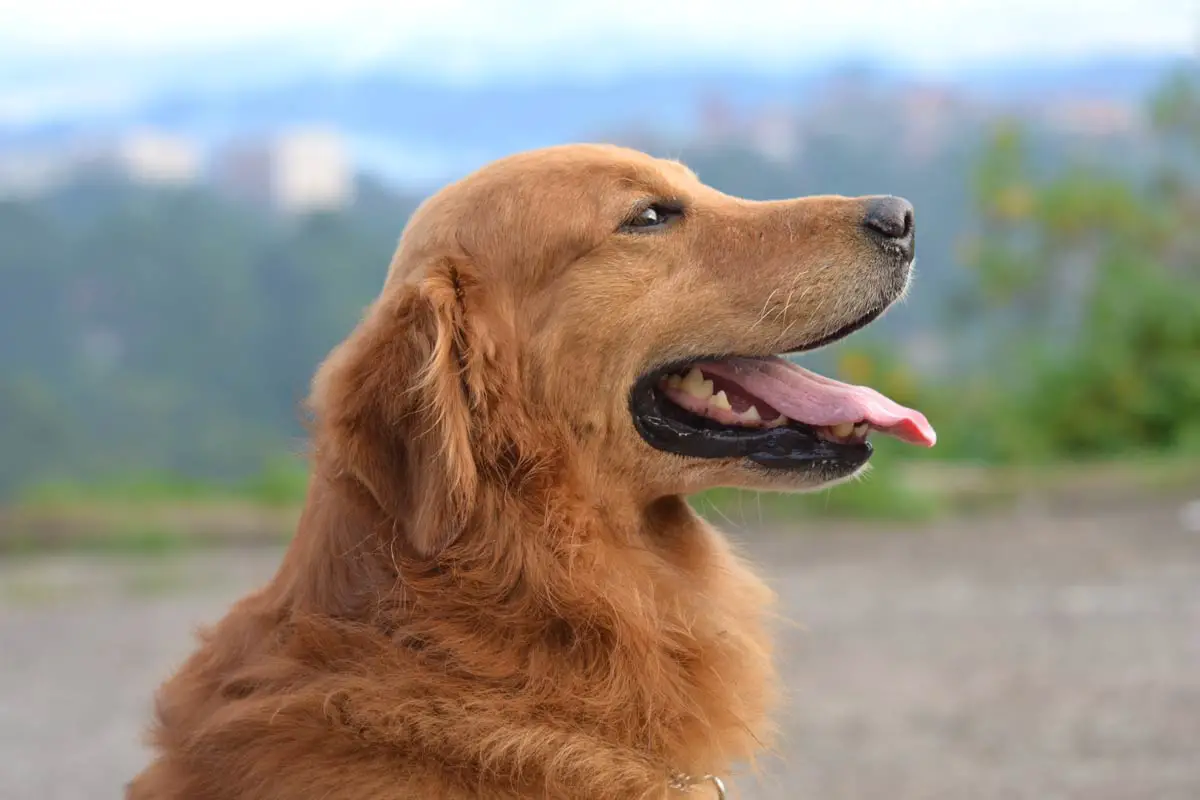 Dog Sneezing: Causes, Treatment, and Prevention