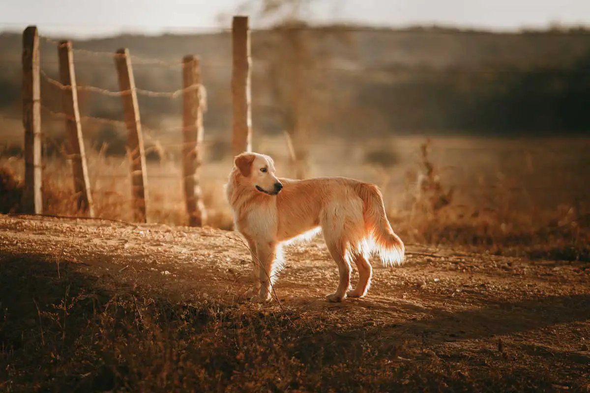 Golden Retriever Dog Breed Overview