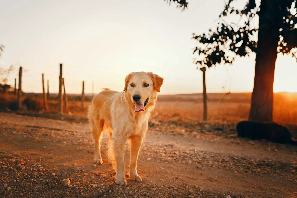 Golden Retriever - Care Guide