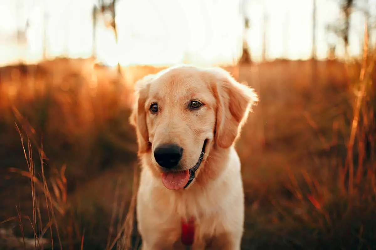 Golden Retriever Dog Breed: Main Characteristics & Care Guide