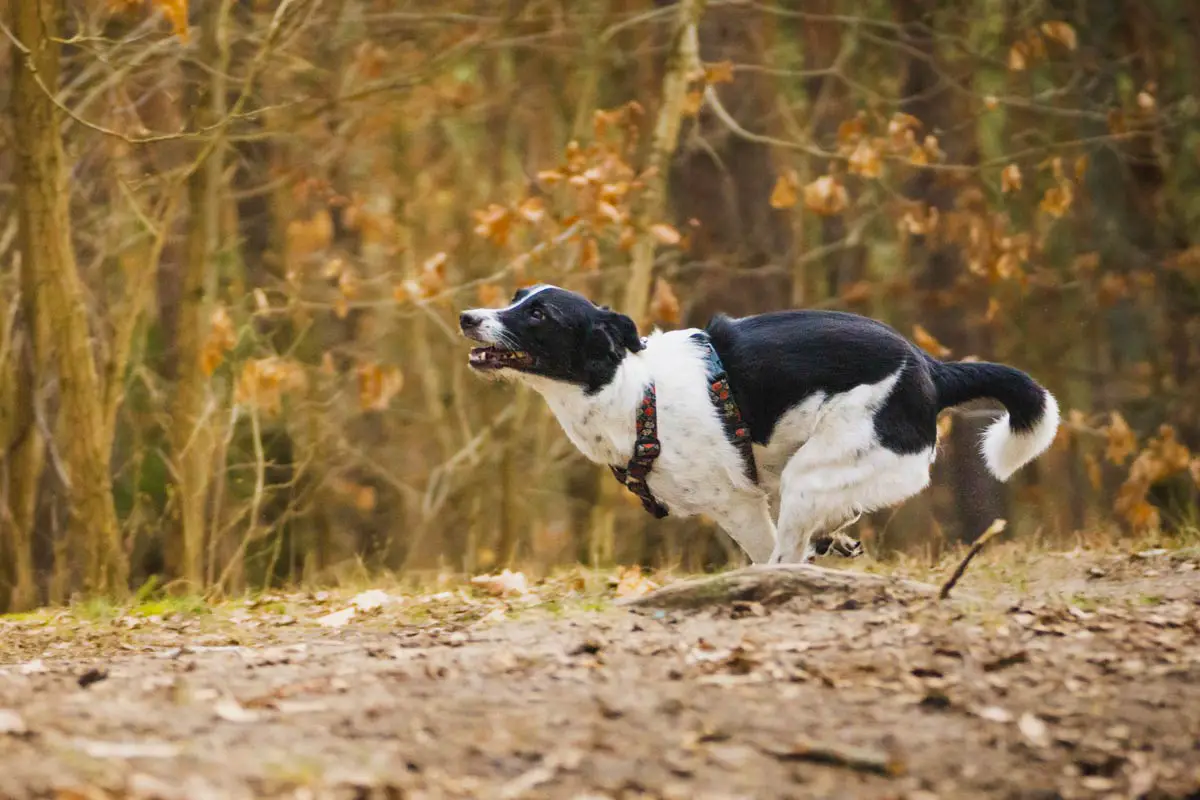 How to Prevent Sneezing in Dogs?