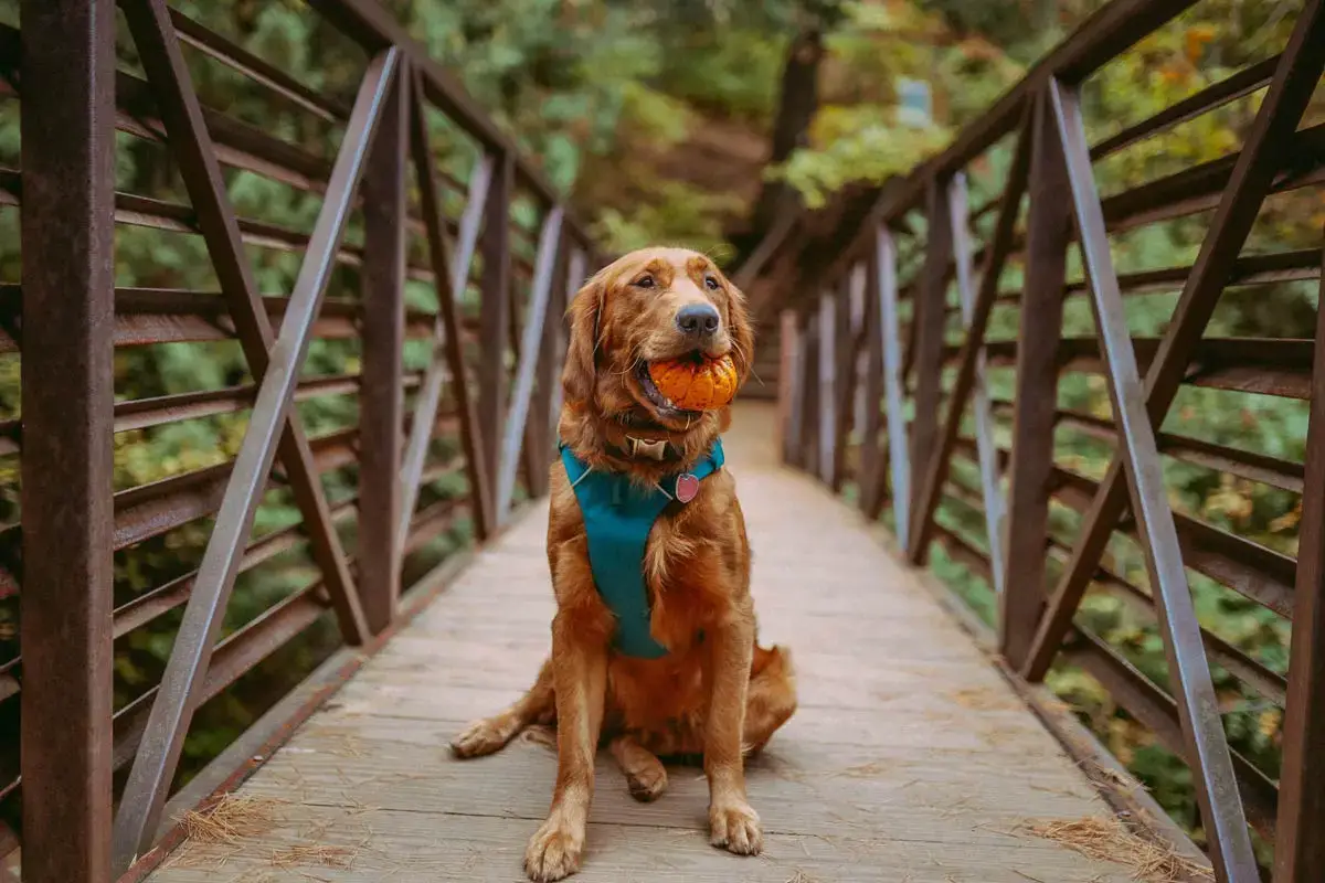 The 8 Best Dog Harnesses in 2023