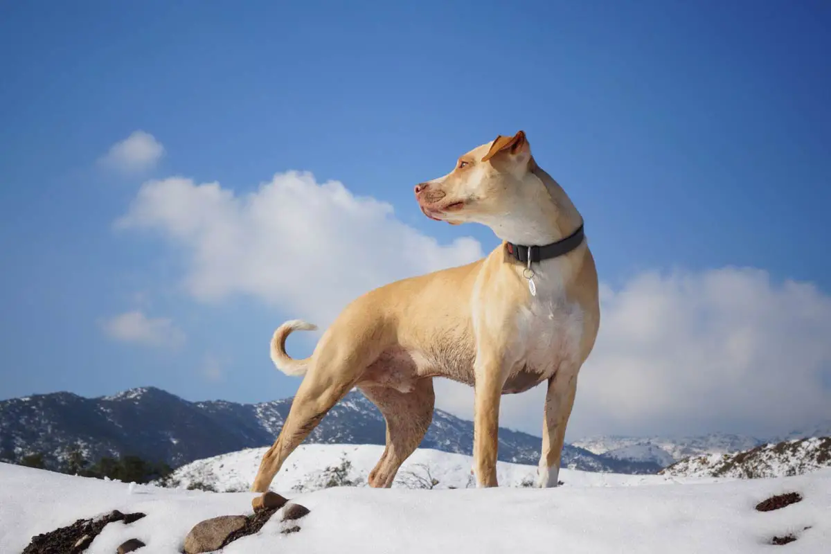 The 10 Best Dog Collars in 2023