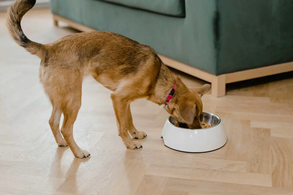 Dry Food, Wet Food, Or Both: Which Is Better For Dog Diet