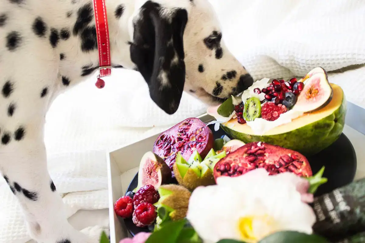 Dog Nutrition: 20 Dangerous Foods Your Dog Should Never Eat