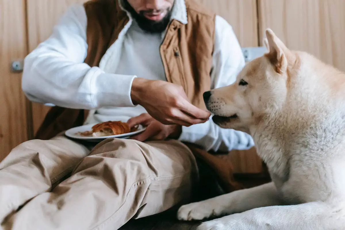 Dangerous Dog Foods
