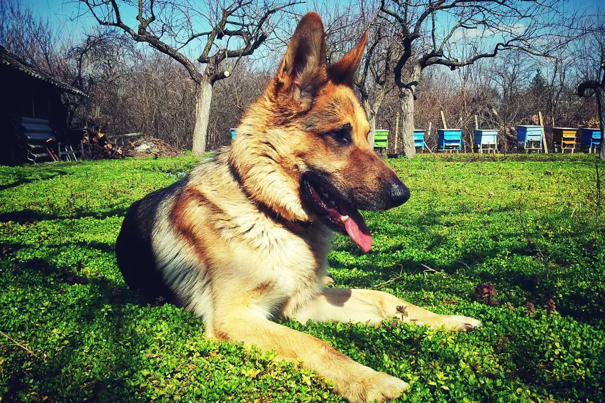 German Shepherd Dog Breed: Main Characteristics & Care Guide