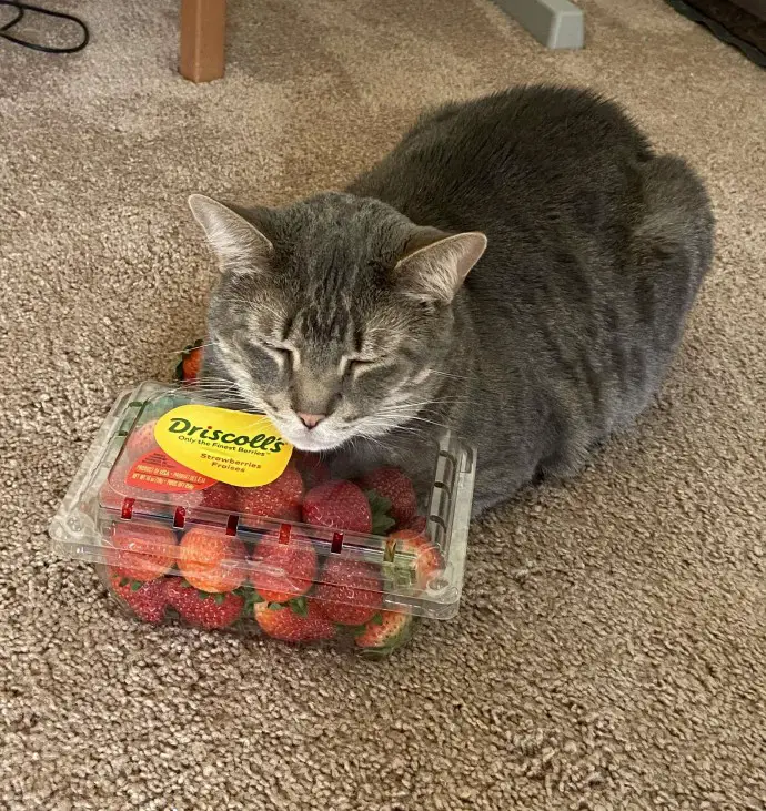 Cat and Box Of Strawberries