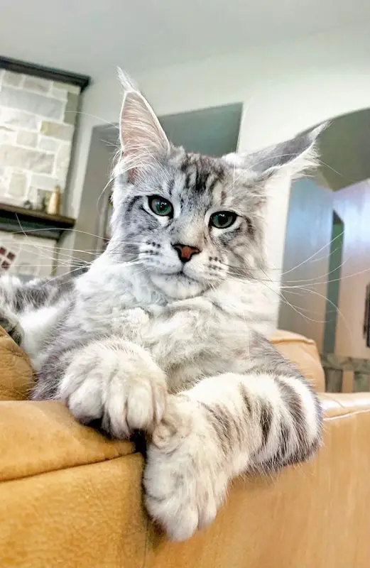 giant Maine Coon cat