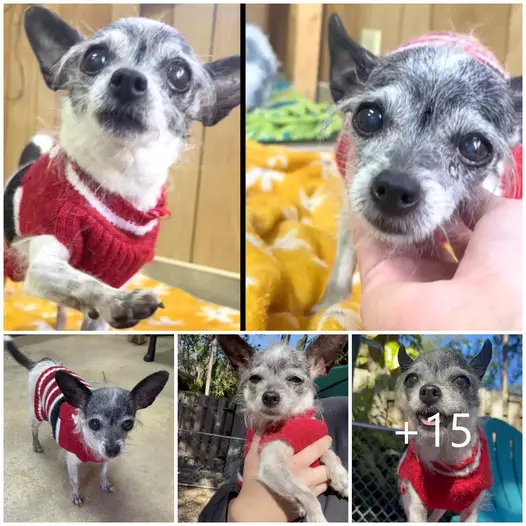 Dog Returns to Rescue for the Love of Shared Beds