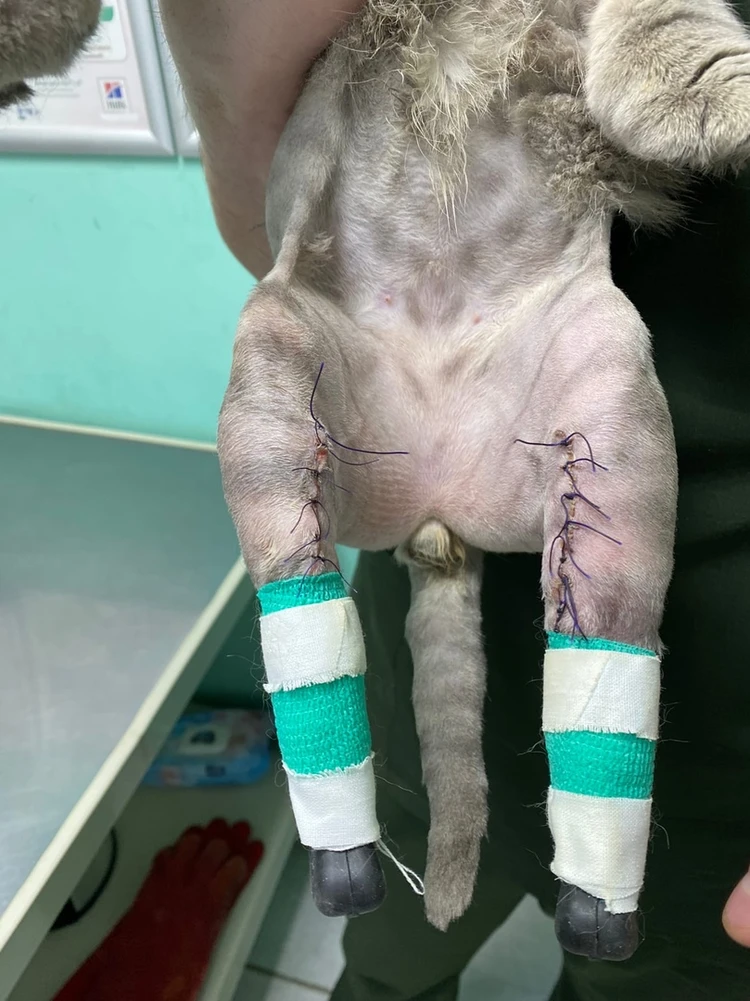 cat with prosthetic legs