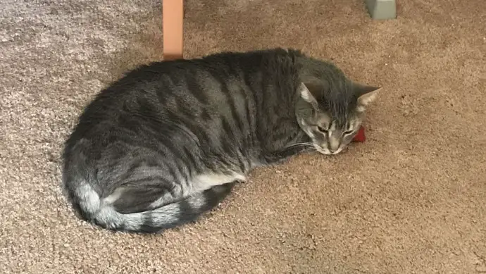 Cat and Box Of Strawberries