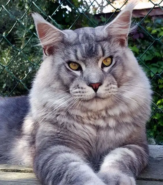 giant Maine Coon cat