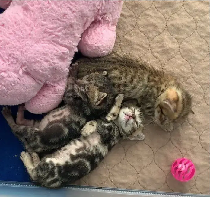 kittens were rescued