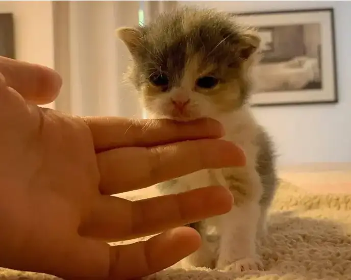 Kitty Shakes Her Paws