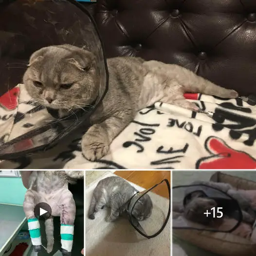 A kind-hearted individual in Tyumen fitted a cat, which had been thrown out into the cold, with prosthetic legs and paws