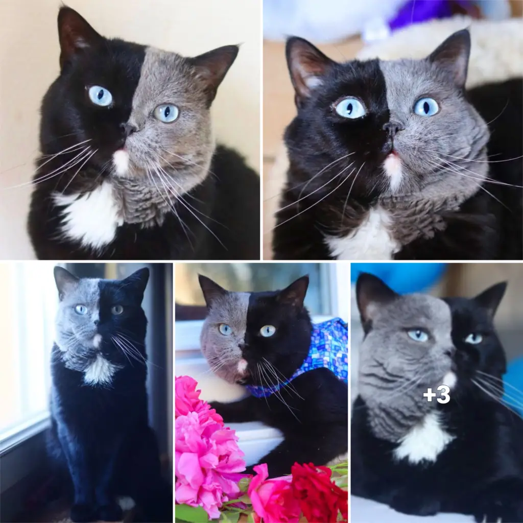 “Interview with Cat Dad: Meet the Feline Father of Two Sets of Split-Colored Kittens”.thi