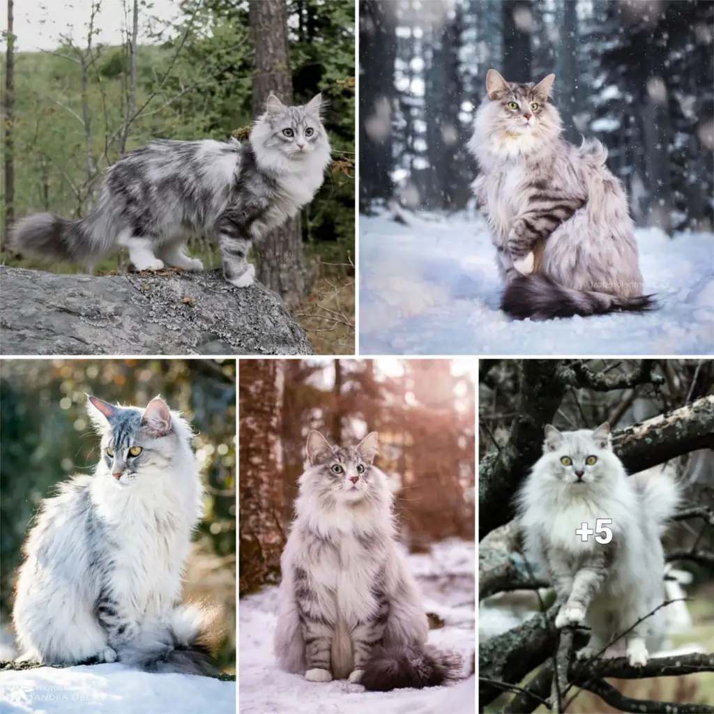 iilla. The Mighty Norwegian Forest Cat: Legendary Warriors of the North .iilla