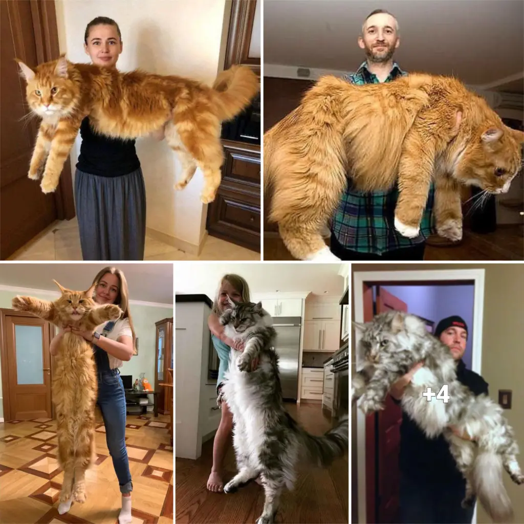 iilla. “Stretching to Infinity: The Internet’s Obsession with Long Cats” .iilla