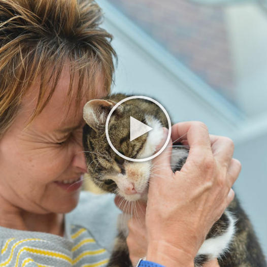 Miraculous Reunion: After 13 Years Apart, Aging Cat Finds Her Family, Igniting Emotions and Tears of Joy.