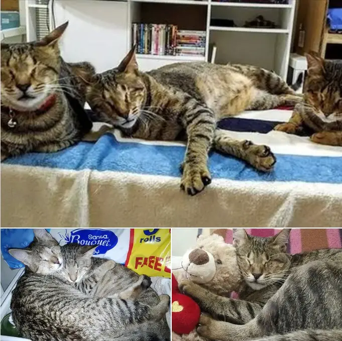 Nobody Wanted These 3 Blind Cats, Until This Woman Decided To Adopt Them