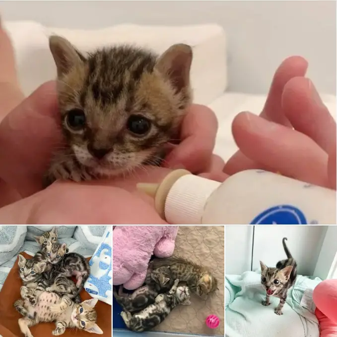 Five Kittens Were Rescued From The Sewer One Was Half The Size Of The Others But Still Had Faith In Himself