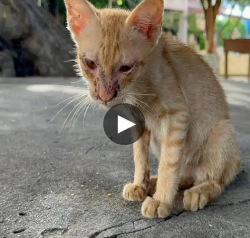 The poor kitten had to wander alone by the corner of a big tree, and when we spotted it, we were quickly drawn in by its sad eyes