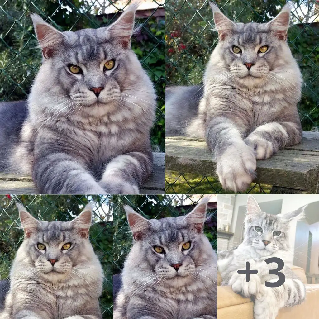 Introducing a giant Maine Coon cat with extremely adorable expressions