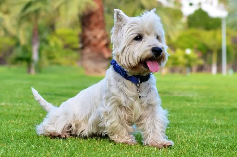 How Smart Is a West Highland White Terrier? Interesting Facts & FAQs