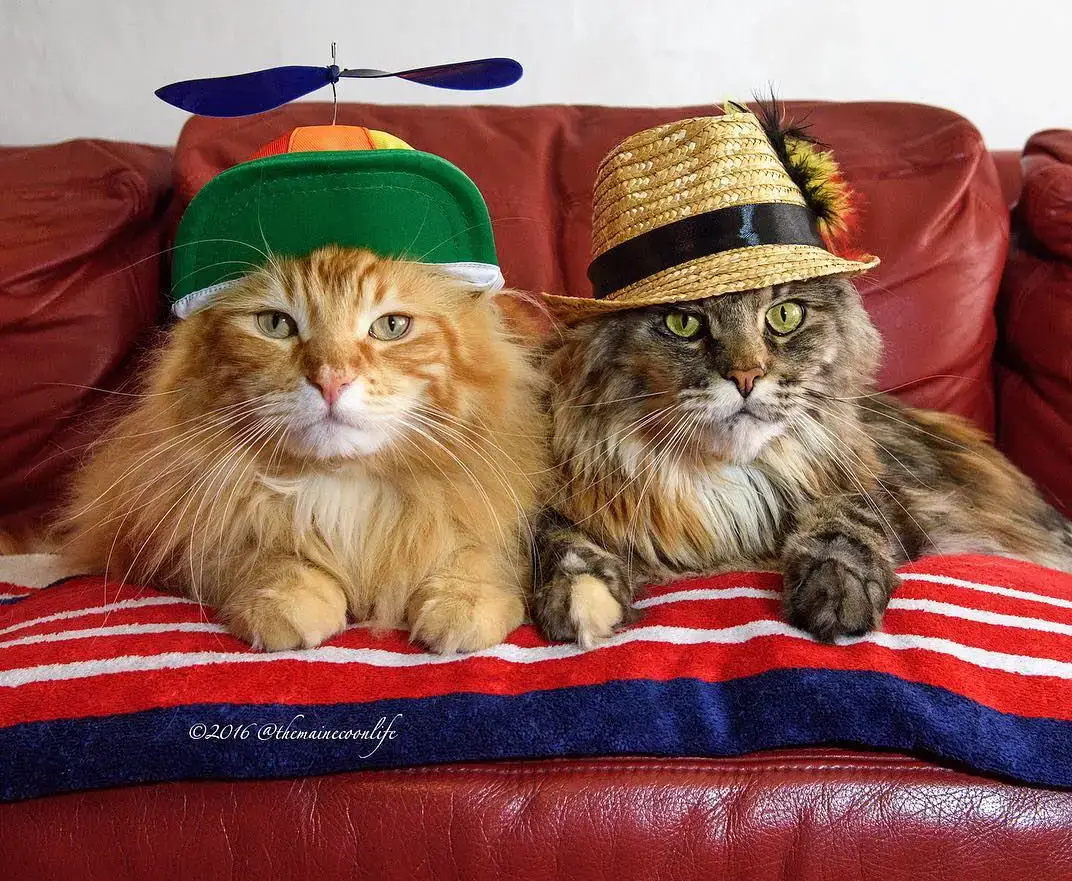 A Close Encounter with Artemis and Apollo, the Maine Coon Duo Who Rule Instagram