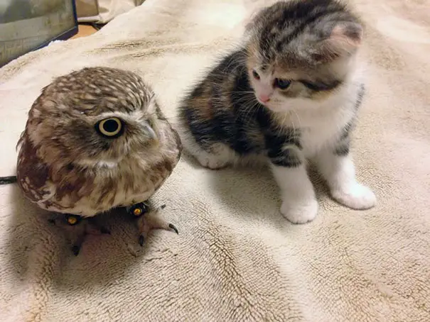 A Purrfect Pair: Kitten and Owlet Bond Over Naps and Friendship