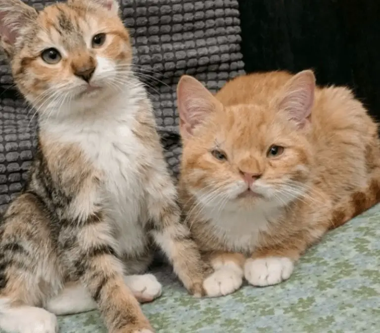 Cats with Down Syndrome Find their Forever Family