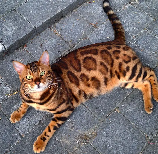 Get to Know Thor, The Majestic Bengal Cat with Flawless Fur.thi