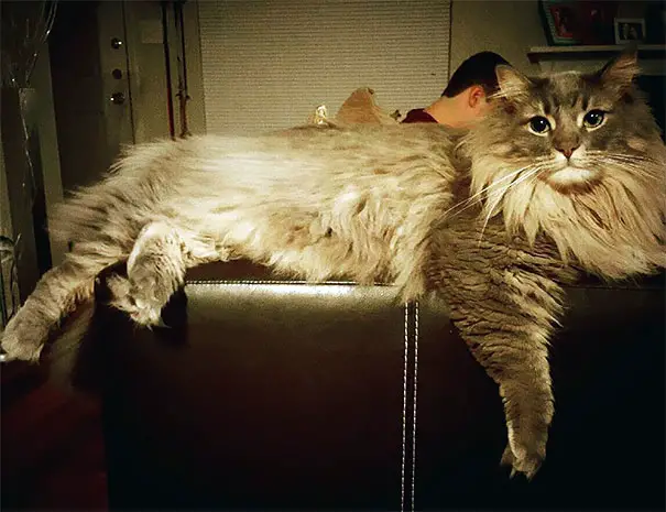 Big and Fluffy: Discovering the Gentle Personality of Maine Coon Cats