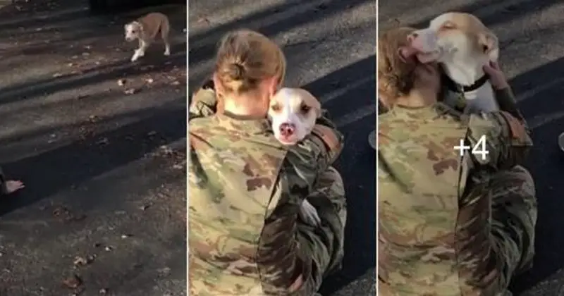 Dog Recognize His Military Mom After He Gets A Whiff Of Her Scent.k